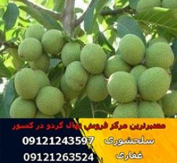فروش و عرضه انواع نهال گردو(www.gerdo.win)