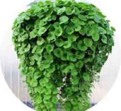 بذر شبدر دایکوندرا ، بذر شبدر گلدانی 09199762163