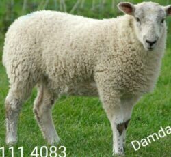 گوسفند زنده در مشهد جهت مراسم عروسی عقیقه حجاج کربلایی نذورات و غیره