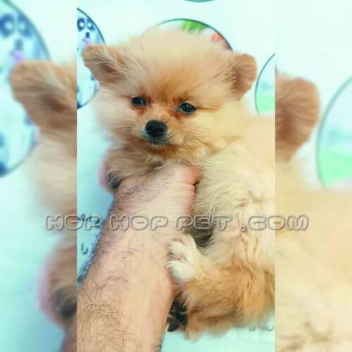 فروش سگ آپارتمانی سعادت آباد