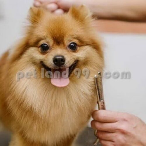 جذب هنرجوی آرایشگری حیوانات