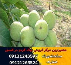 انواع نهال گردو چندلر-فرنور-اسرائیلی-زودبازده و دیرگل و غیره