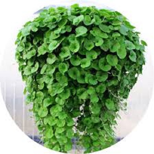 بذر شبدر دایکوندرا ، بذر شبدر گلدانی 09199762163