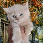 فروشگاه حیوانات خانگی