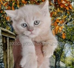 فروشگاه حیوانات خانگی