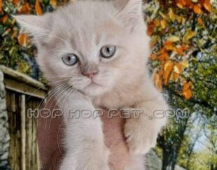 فروشگاه حیوانات خانگی