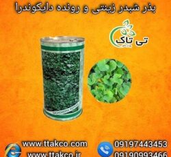 فروش شبدر زینتی و تزئینی | قیمت کیلویی چمن دایکوندرا 09197443453