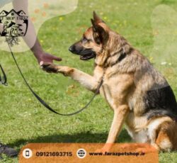 پرورش سگ نگهبان