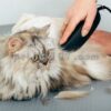 آموزش آرایش گربه پرشین