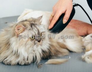 آموزش آرایش گربه پرشین