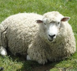 گوسفند زنده