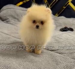 سگ های آپارتمانی کوچک