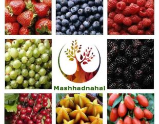 فروش ارقام مختلف نهال میوه و انگور