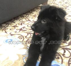 ‏‎قیمت سگ خانگی تجریش