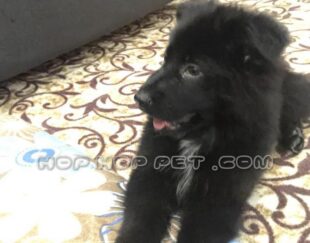 ‏‎قیمت سگ خانگی تجریش