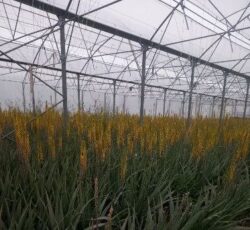 اکسیر سبز رابین | تولید محصولات بهداشتی و آرایشی آلوئه‌ ورا