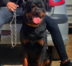 مرکز فروش سگ روتوایلر تیپ اروپایی و آمریکایی