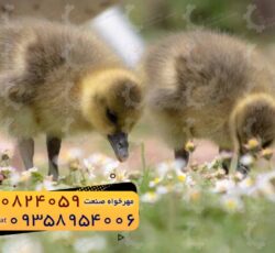 🐣🐣🐣 *جوجه اُردک گوشتی*🐣🐣🐣