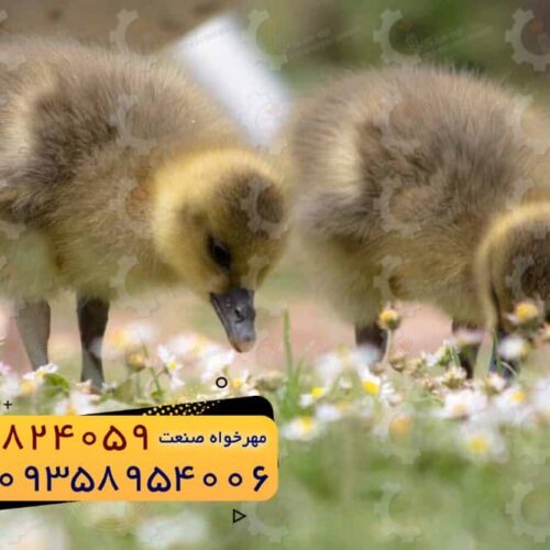 🐣🐣🐣 *جوجه اُردک گوشتی*🐣🐣🐣