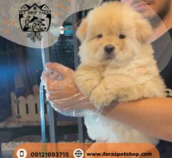 ‏‎پرورش توله سگ و واگذاری کامرانیه