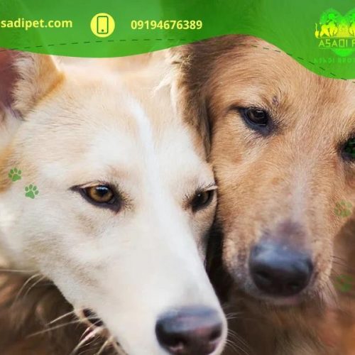 آموزش و تربیت سگ