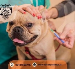 پت شاپ در عظیمیه کرج