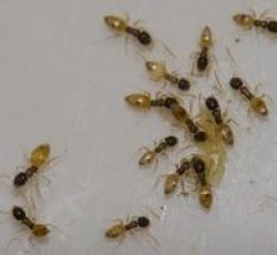 سمپاشی مورچه