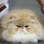 آموزشگاه تخصصی آرایش حیوانات