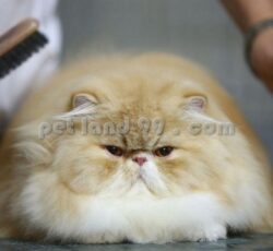 آموزشگاه تخصصی آرایش حیوانات