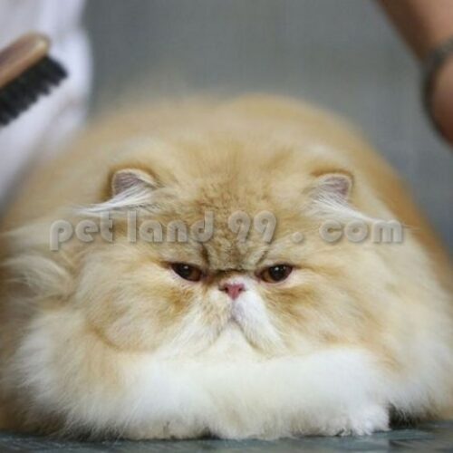 آموزشگاه تخصصی آرایش حیوانات