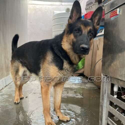 سگ آپارتمانی قیطریه