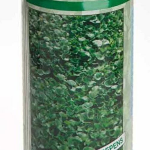 بذر شبدر دایکوندرا ، بذر شبدر زینتی09199762163