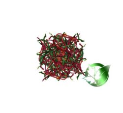 پاپریکا خشک صادراتی.پاپریکا خشک فله  پارسافود