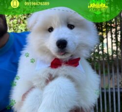 بهترین حیوانات خانگی منطقه 1 شمیران