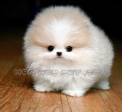 سگ آپارتمانی قیطریه