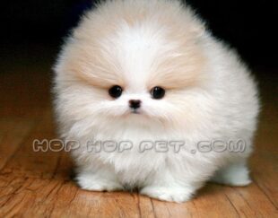 سگ آپارتمانی قیطریه