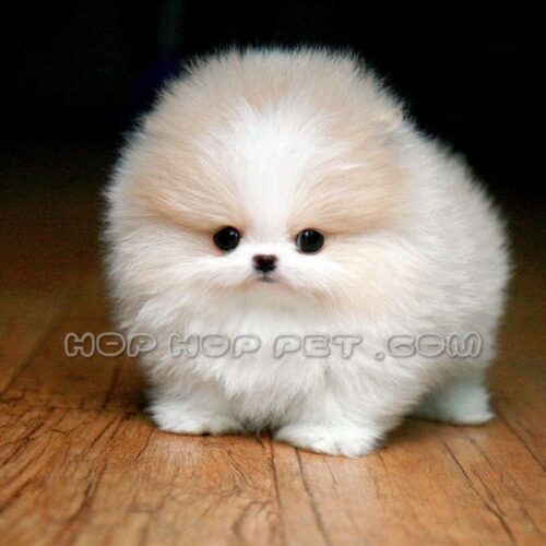 سگ آپارتمانی قیطریه