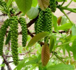 نکات خرید نهال گردو برای مناطق سردسیر