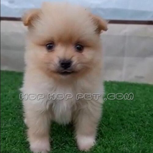 فروش دوبرمن در شمال تهران