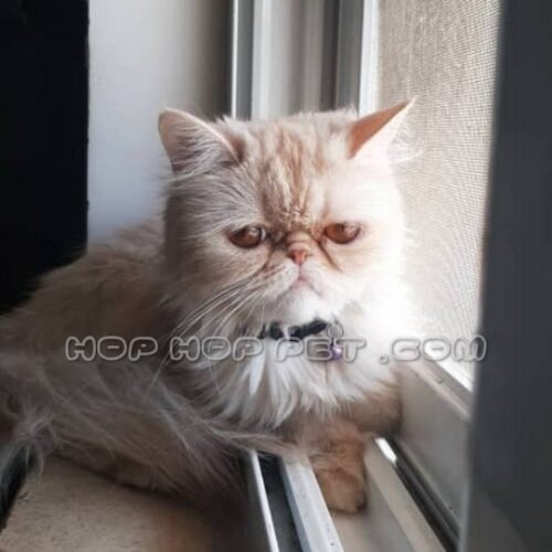 سگ عروسکی ارزان نیاوران