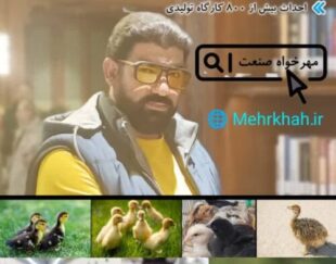 جوجه گوشتی جوجه بومی جوجه تخم گذار