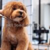 آموزش آرایشگری پت