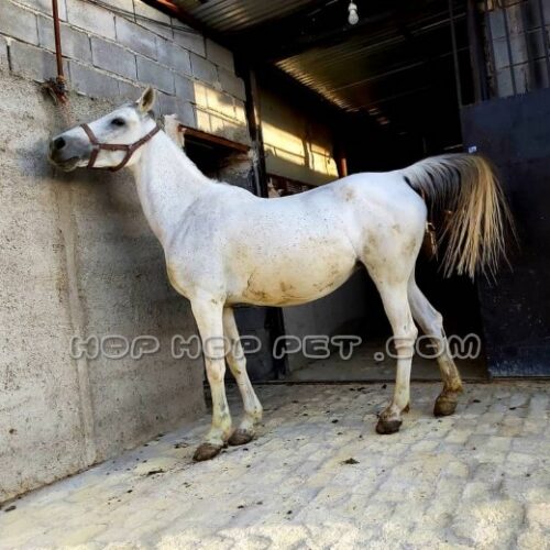 فروش سگ پامر نیاوران قیطریه