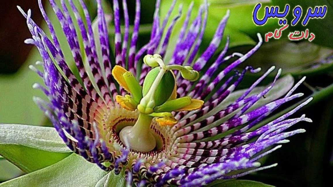  عجیب ترین گل های جهان