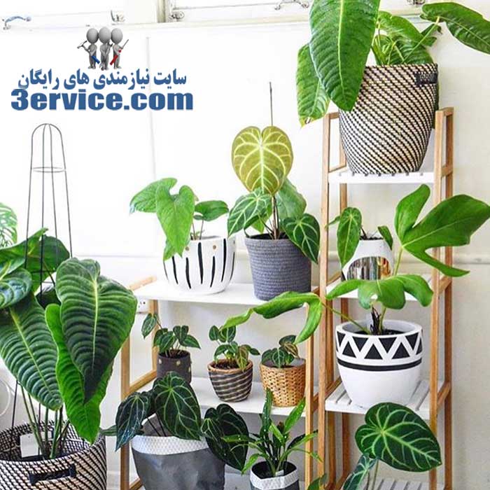 نکاتی برای مراقبت و نگهداری از گل و گیاه