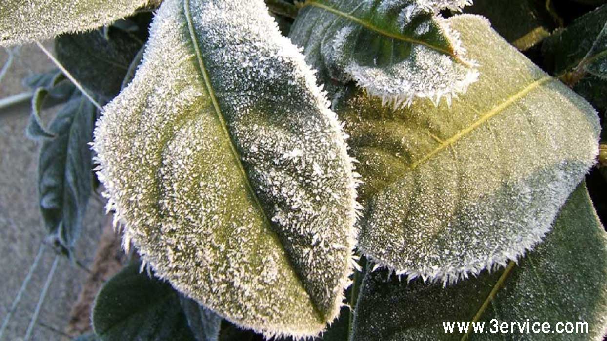 راهکارهایی برای جلوگیری از سرمازدگی گیاهان در زمستان
