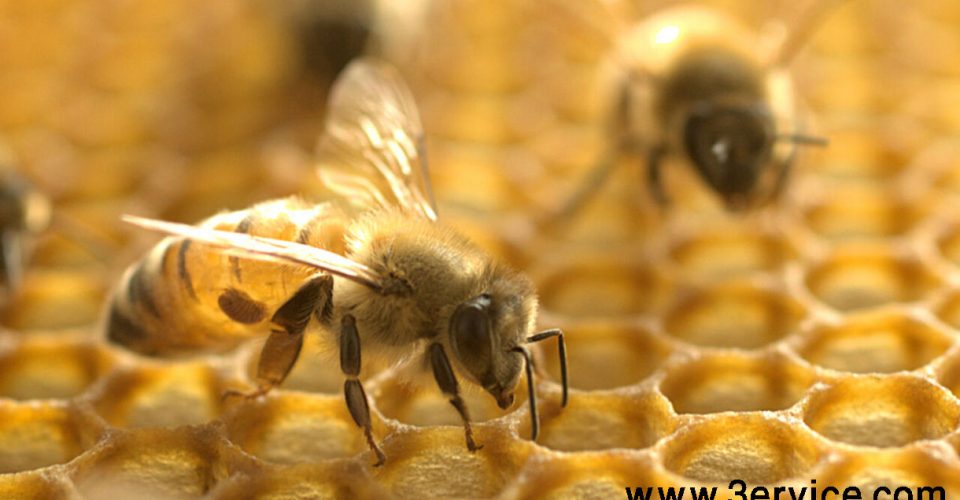 زنبورداری هوشمند و دیجیتال