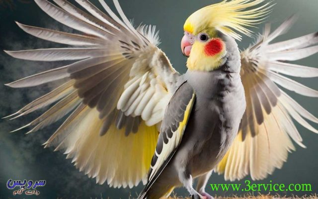 آموزش نگهداری عروس هلندی