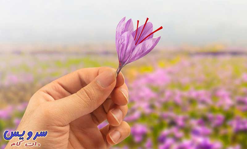 زعفران