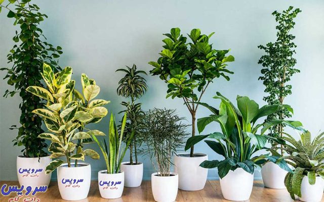 گیاهان آپارتمانی مقاوم که نیاز به نور ندارد